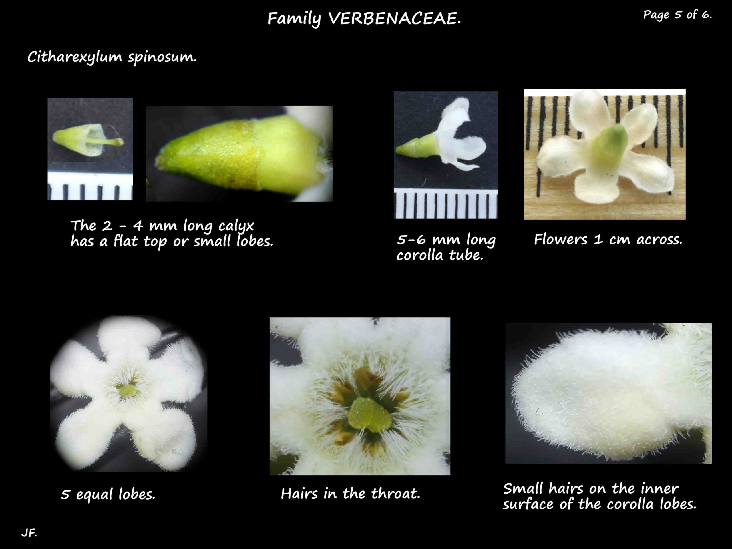 5 Flowers of Citharexylum spinosum